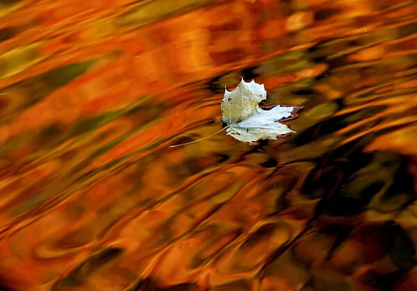 An autumn leaf drifts in a pond in one of the citys many parks in St. Petersburg