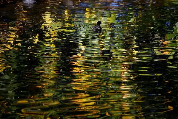 Autumnal colours are reflected in the lake in St Jamess Park, in central London