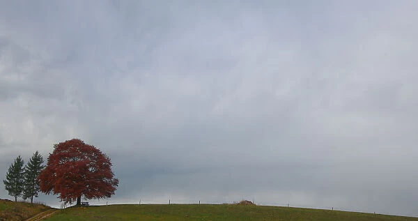 Clouds surround an autumnal tree on a rainy day near Holzkirchen