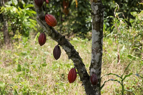 Cocoa pods are seen at a cocoa farm in Azaguie