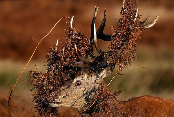A deer is seen covered in bracken undergrowth as it prepares to clash with a rival during