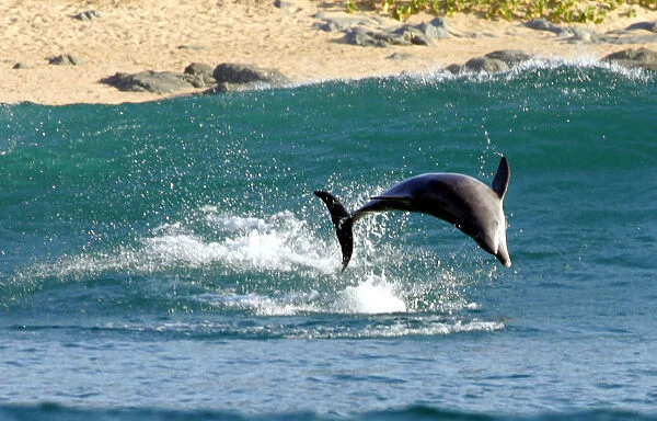 A DOLPHIN DIVES OFF THE COAST OF SOUTH AFRICAs KWAZULU NATAL PROVINCE