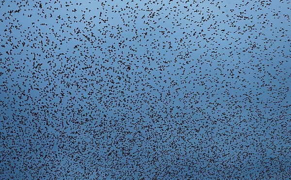 A murmuration of starlings is seen across the sky near the town of Gretna Green, Scotland