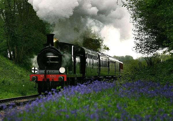 A steam engine runs through a cutting of bluebells between Sheffield Park and Horsted