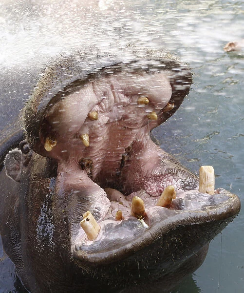 A zookeeper sprays water on a hippopotamus to help it cool down at Belgrades zoo