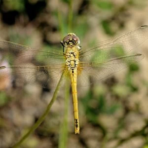 Female red-veined darter dragonfly (Sympetra fonscolombii), Hecho valley, Spanish Pyrenees, Spain, Europe