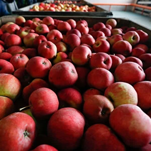 Apples are seen at Partizanskoye plant in Minsk