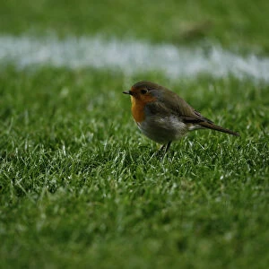 A bird bounces over the soccer pitch during the Europa League group D soccer match