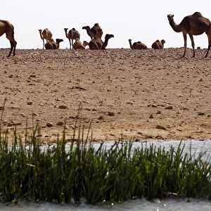Camels walk past a pond in a desert near Misrata