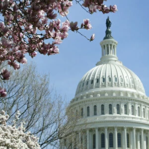 CHERRY BLOSSOMS BLOOM AT THE CAPITOL BUILDING IN WASHINGTON