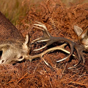 Deer lock antlers as they clash during the rutting season in Richmond Park, west London