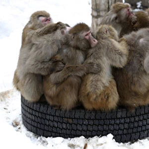 Japanese macaques gather on a tyre at Sapporo Maruyama Zoo in Sapporo