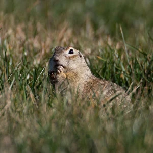 Speckled ground squirrel feeds in a field near the village of Yushevichi