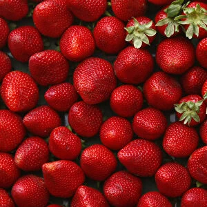 Strawberries are displayed during the 2009 Strawberry Festival in the agricultural