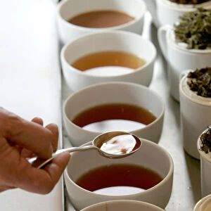 Tim Clifton, tea broker and taster, samples English grown and manufactured tea during