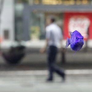 A tropical fish swims in a fish tank as a passer-by walks at a business district in Tokyo