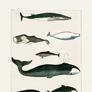Vintage Whale Poster