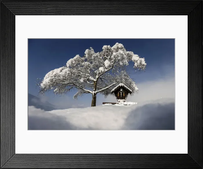 Framed Print : A tree is covered with snow on a sunny spring day in the western Austrian village Framed Print : A tree is covered with snow on a sunny spring day in the western Austrian village
