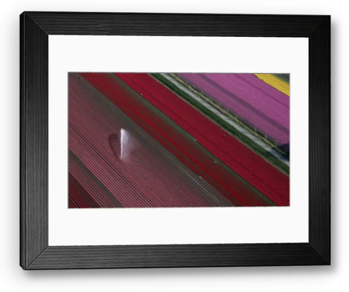 Framed Print : An aerial view of tulip fields near the city of Creil Framed Print : An aerial view of tulip fields near the city of Creil