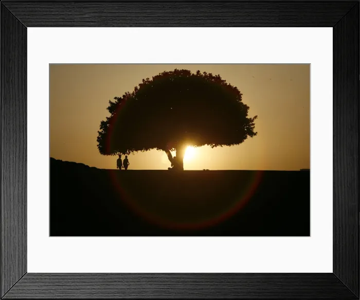 Framed Print : People are silhouetted against the setting sun at a park in New Delhi Framed Print : People are silhouetted against the setting sun at a park in New Delhi