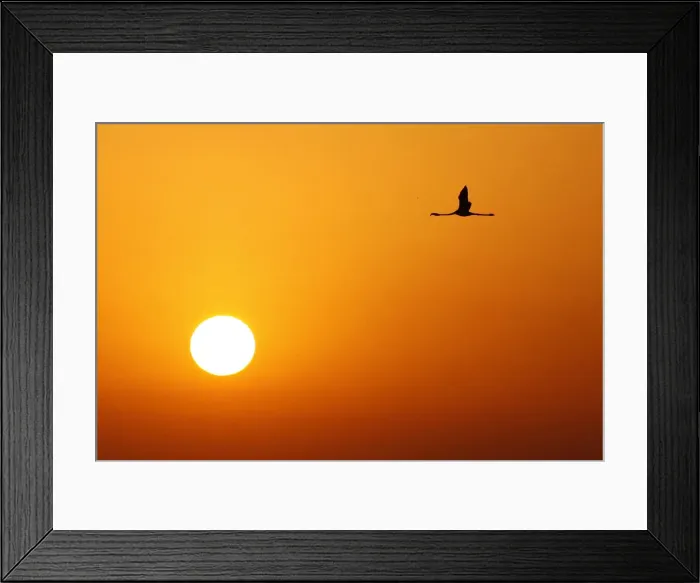 Framed Print : A flamingo flies during sunrise at the Fuente de Piedra natural reserve, near Malaga Framed Print : A flamingo flies during sunrise at the Fuente de Piedra natural reserve, near Malaga
