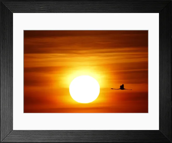 Framed Print : A flamingo flies during sunrise at the Fuente de Piedra natural reserve, near Malaga