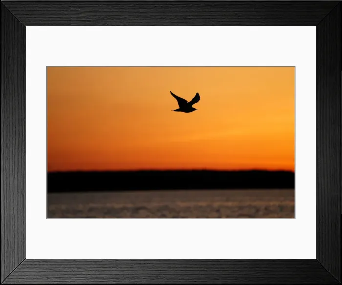 Framed Print : Gull flies over a lake during sunset near the town of Vileika Framed Print : Gull flies over a lake during sunset near the town of Vileika