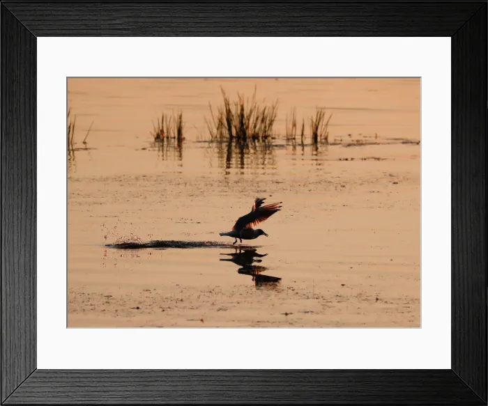 Framed Print : The rising sun illuminates a gull feeding in a lake near the town of Vileika Framed Print : The rising sun illuminates a gull feeding in a lake near the town of Vileika