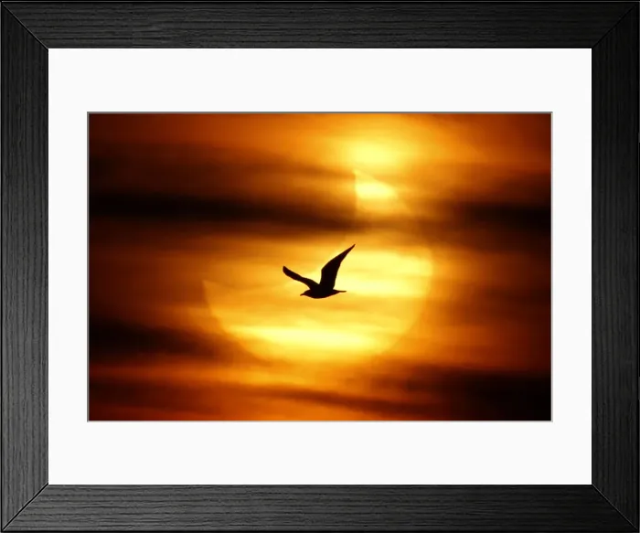 Framed Print : A seagull is silhouetted against the sun at dawn during a partial solar eclipse Framed Print : A seagull is silhouetted against the sun at dawn during a partial solar eclipse