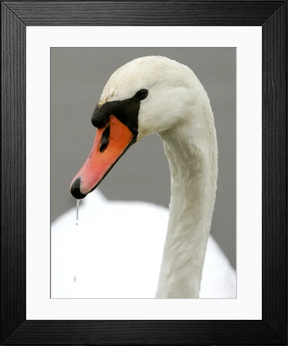 Framed Print : Wild swans swim in a lake at the outskirts of Minsk Framed Print : Wild swans swim in a lake at the outskirts of Minsk