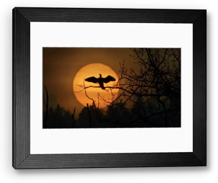 Framed Print : A bird sits on a branch of a tree in Turin, Italy Framed Print : A bird sits on a branch of a tree in Turin, Italy