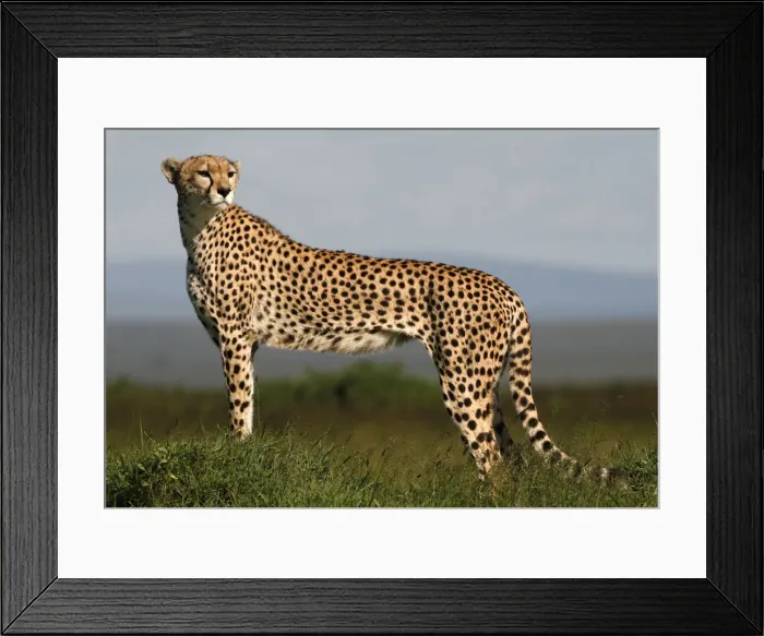 Framed Print : A cheetah observes on the plains of Masai Mara game reserve Framed Print : A cheetah observes on the plains of Masai Mara game reserve