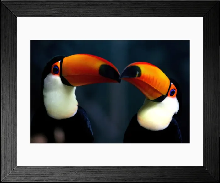 Framed Print : Toucans rest inside a cage in Beijing Framed Print : Toucans rest inside a cage in Beijing