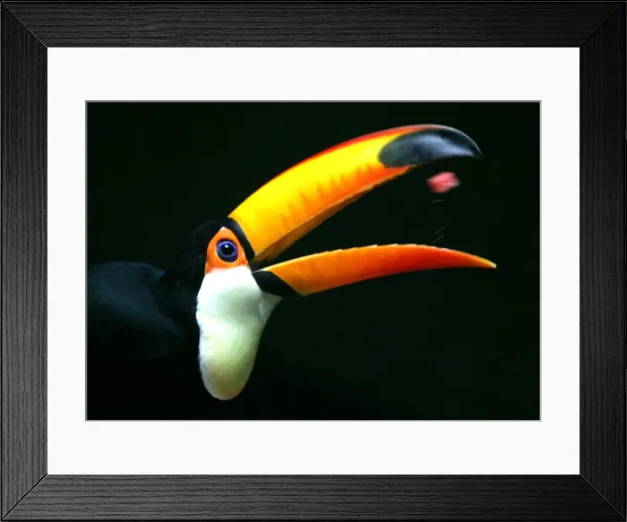 Framed Print : A Toucan eats a slice of watermelon in Beijing Framed Print : A Toucan eats a slice of watermelon in Beijing