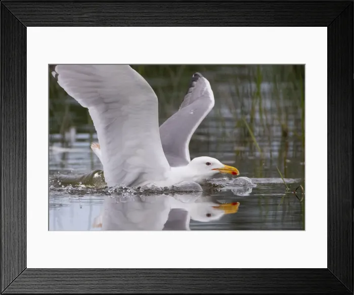 Framed Print : A gull swims in its colony on an island in a lake near the town of Vileika Framed Print : A gull swims in its colony on an island in a lake near the town of Vileika