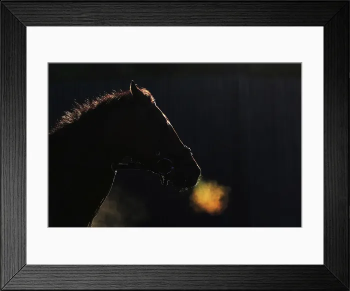 Framed Print : A horse makes its way off the track after morning workouts at Belmont Park in Elmont Framed Print : A horse makes its way off the track after morning workouts at Belmont Park in Elmont