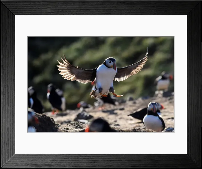 Framed Print : An Atlantic Puffin lands at The Wick on the island of Skomer, off the coast of Pembrokeshire Framed Print : An Atlantic Puffin lands at The Wick on the island of Skomer, off the coast of Pembrokeshire