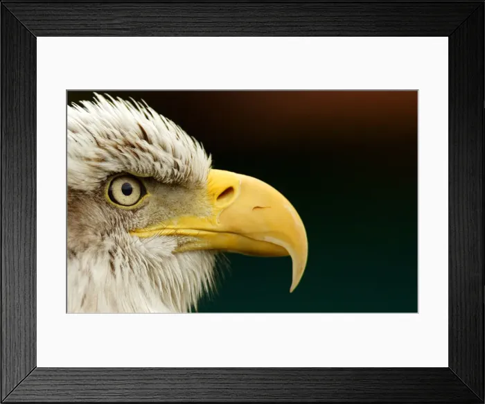Framed Print : A Bald Eagle is seen at Cabarceno nature reserve near Santander in northern Spain Framed Print : A Bald Eagle is seen at Cabarceno nature reserve near Santander in northern Spain