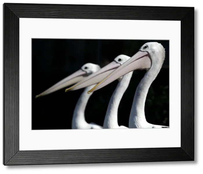 Framed Print : Three pelicans are seen in their new exhibit during a media call at Taronga Zoo in Sydney Framed Print : Three pelicans are seen in their new exhibit during a media call at Taronga Zoo in Sydney
