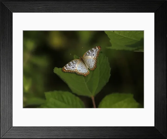 Framed Print : A butterfly is seen on a leaf at the REGUA in Rio de Janeiro