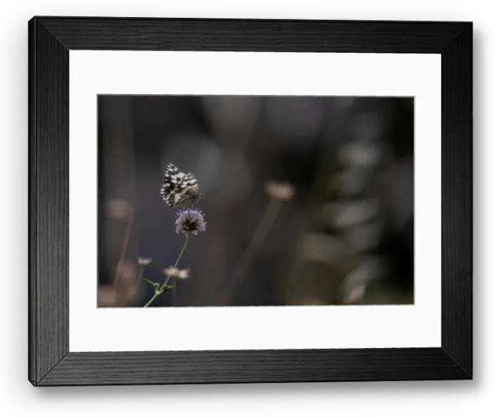 Framed Print : A butterfly is seen on a flower on Mount Hymettus in Athens