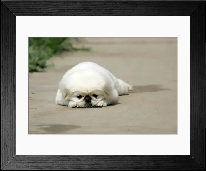 Framed Print : Abandoned dog rests at shelter for homeless animals in Beijing