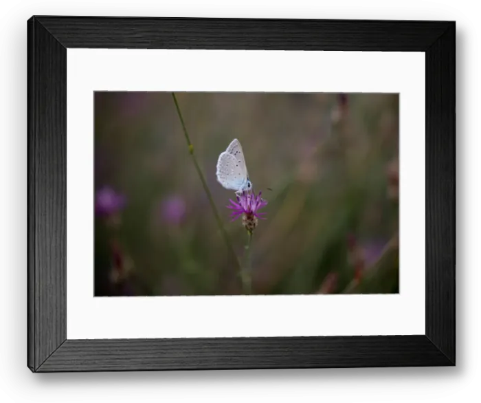 Framed Print : A butterfly is seen on a flower on Mount Hymettus in Athens Framed Print : A butterfly is seen on a flower on Mount Hymettus in Athens