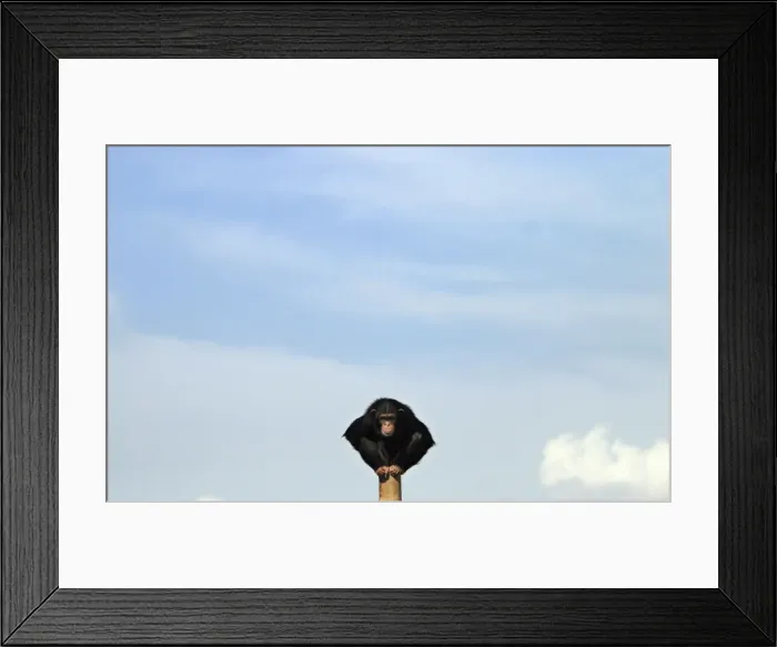 Framed Print : An ape sits on a pole at a sanctuary outside Madrid