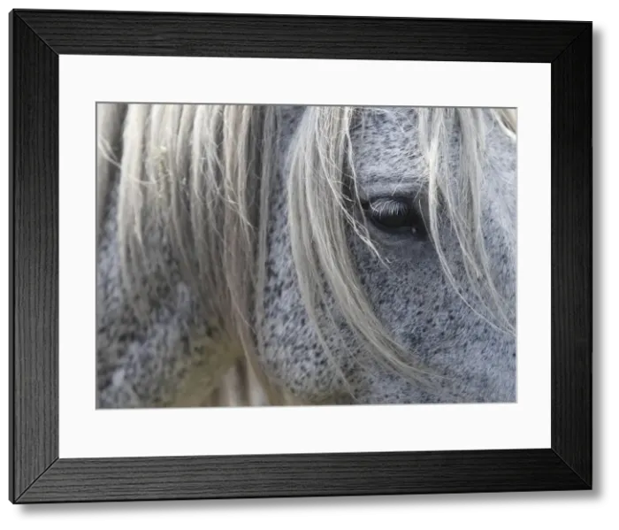 Framed Print : A wild horse is seen during the Rapa das Bestas traditional event in the Spanish