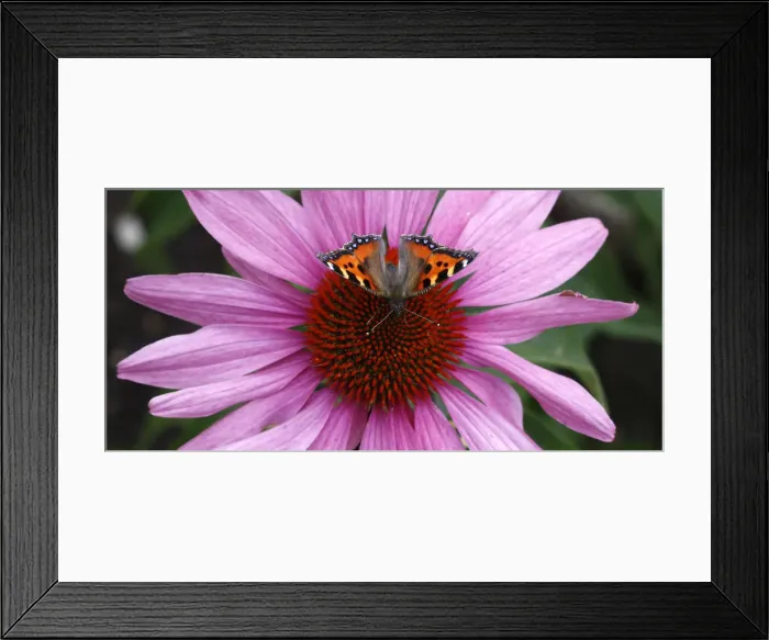 Framed Print : Butterfly called Kleiner Fuchs is pictured at a flower near Ingolstadt Framed Print : Butterfly called Kleiner Fuchs is pictured at a flower near Ingolstadt