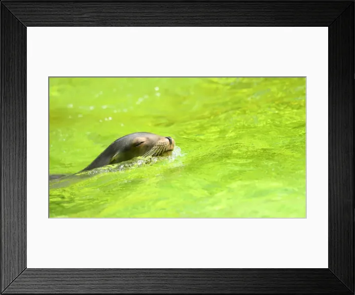 Framed Print : Berlin Zoo prepares for heatwave Framed Print : Berlin Zoo prepares for heatwave