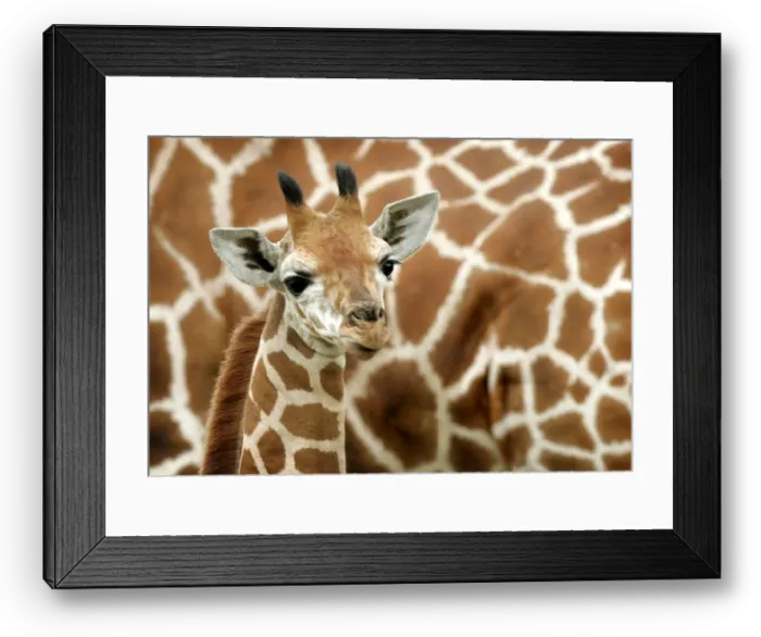Framed Print : Giraffe baby stands next to his mother at Safari park in Hodenhagen Framed Print : Giraffe baby stands next to his mother at Safari park in Hodenhagen