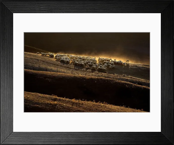 Framed Print : Sheep grazing on a field are seen at the Crete Senesi (Siennese clays) area near