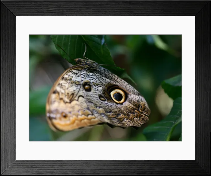 Framed Print : An Ornitoptera priamus butterfly perches on a branch at the Saint Alessio Oasis animal